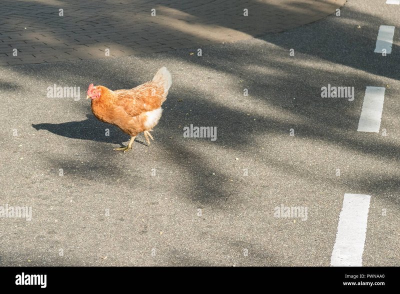 Descubre el secreto detrás de la famosa carretera de los pollos en España, jugar chicken road