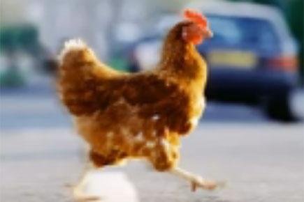 Image: Speel Chicken Road Online Casino Spel in Nederland: Zoekt U Lucky?